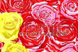 玫瑰花的样子描写三年级