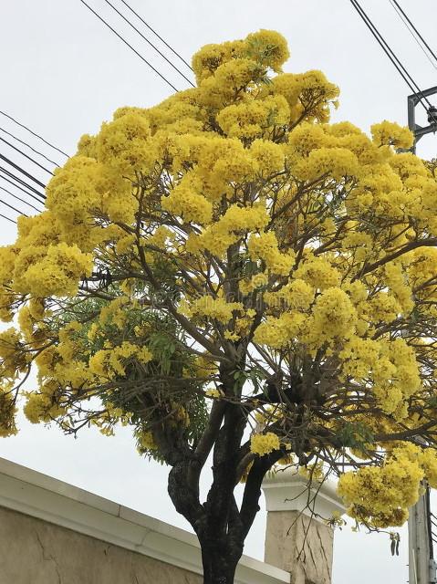 黄金树