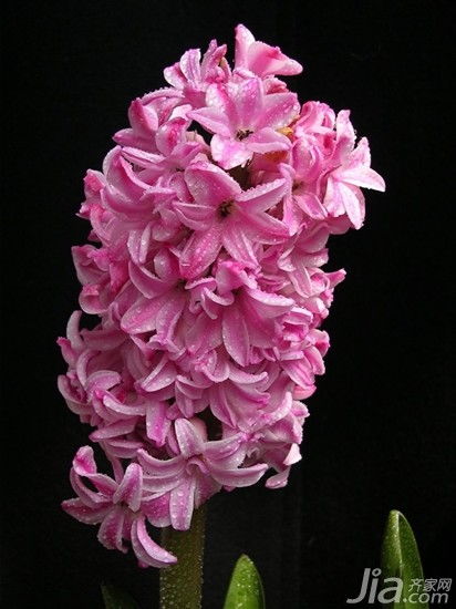 风信子花语