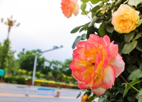 粉色月季花的花语