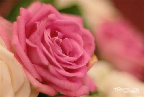19支玫瑰花语是什么意思