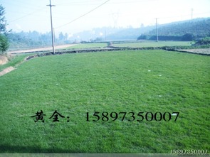 马尼拉草皮的价格