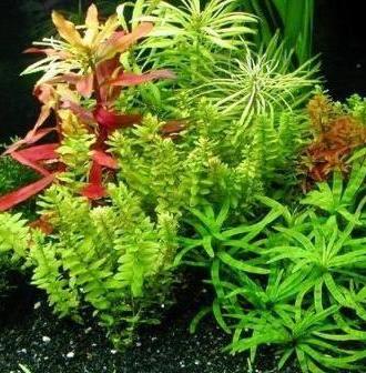 植物网站