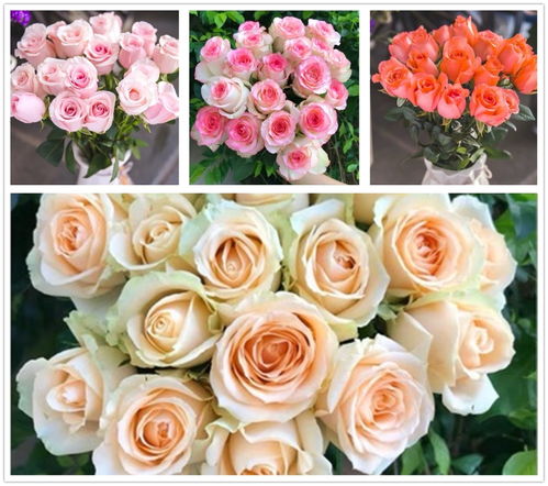 鲜花批发一手货源基地