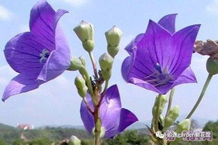 各种花语大全带图片