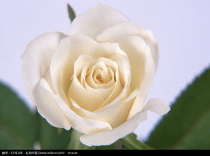 白玫瑰花图片大全大图