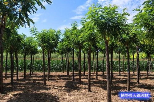 卖绿化树网站