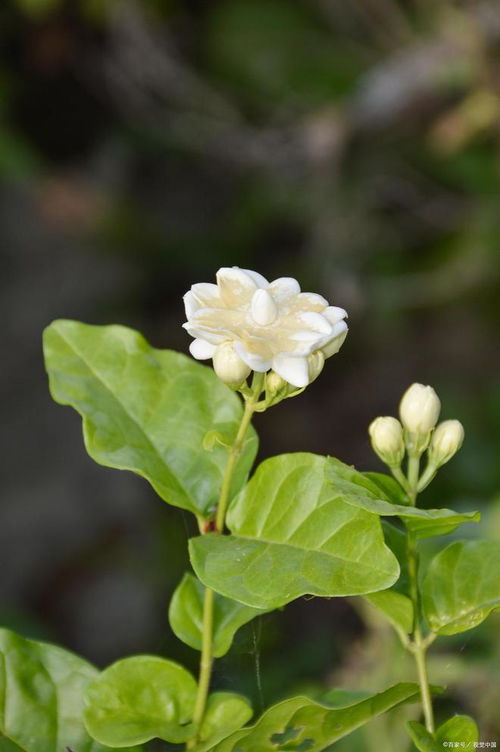 茉莉花的花语和象征意义