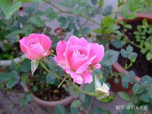 月季花怎么养
