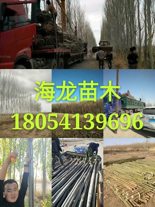 苗木最新求购信息597