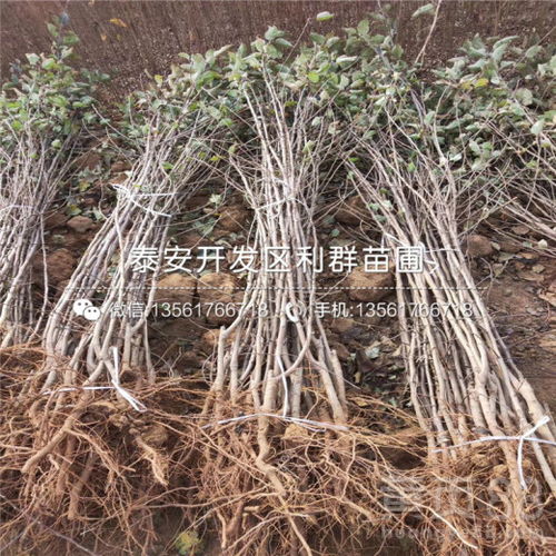 全球苗木价格网