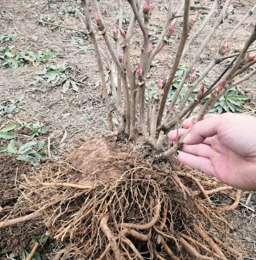 无刺构骨球种植方法