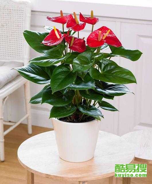 西安花卉租赁