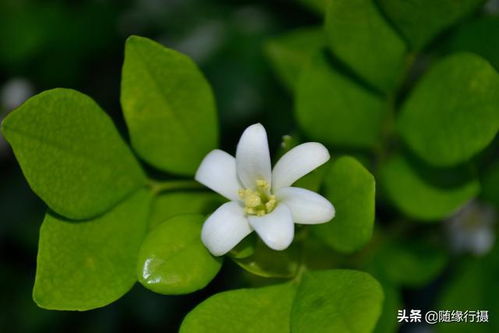 为什么说九里香是鬼树