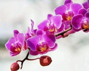 蝴蝶兰的花语与寓意详解