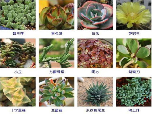 植物大全 名称