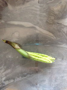 凤尾竹长什么样