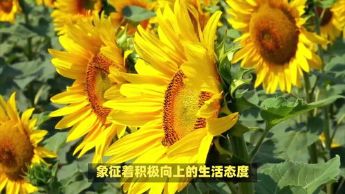 太阳花的花语和寓意