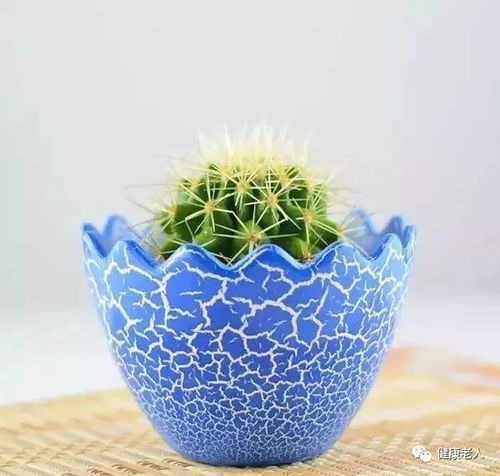 仙人球的花语与寓意