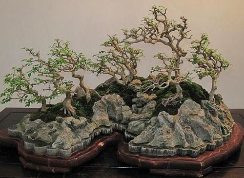 南天竹盆景价格