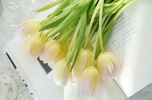 黄蝴蝶兰的花语和寓意