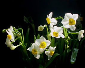 水仙花的花语是什么