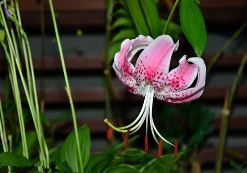 百合花语