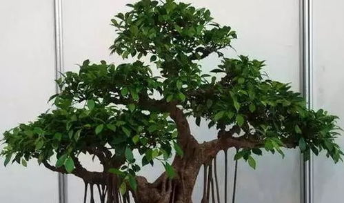 榕树盆景怎么养