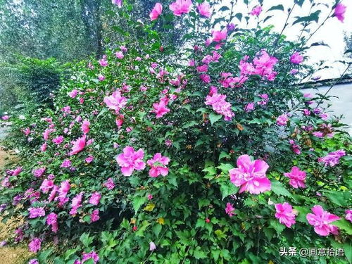 木槿花爱情花语