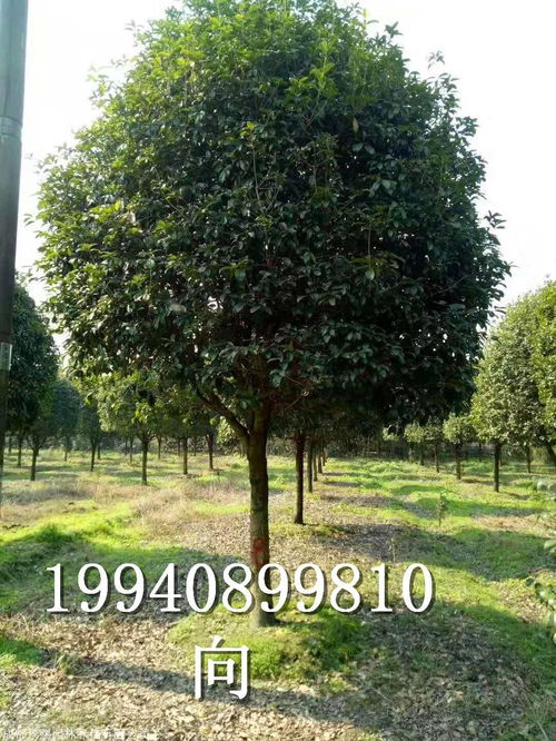3公分桂花树最新价格