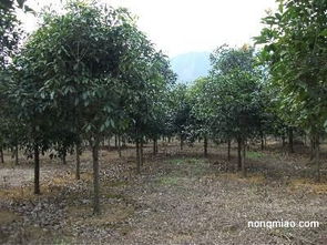 桂花树价格8到10公分