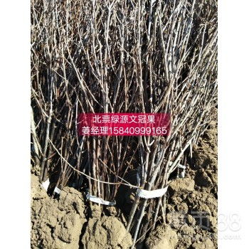 文冠果树苗的种植技术