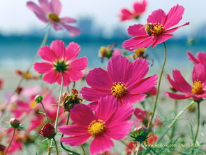 花语大全 花语大全
