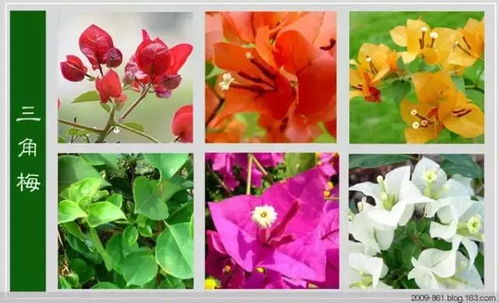 100种花的名字和图片欣赏