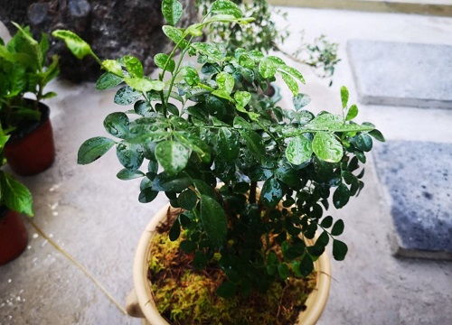 九里香花多少钱一盆