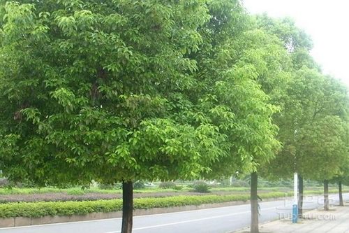 绿化树品种大全