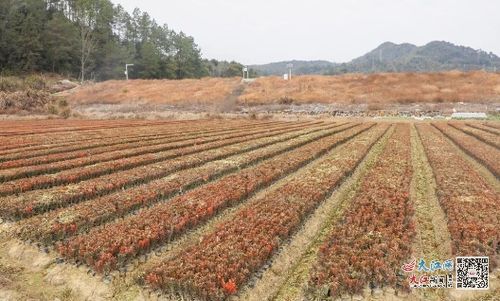 苗木基地