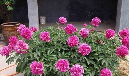 牡丹花怎么养才能长好