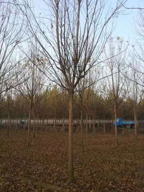 白蜡树多少钱一颗