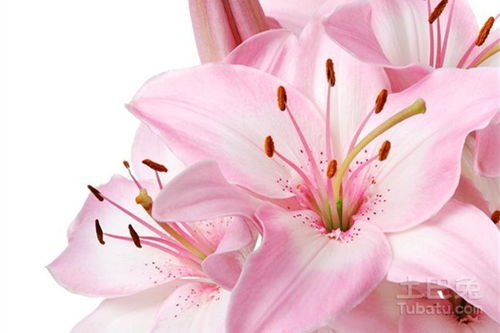 红百合花语