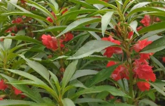 凤仙花染指甲有危害吗
