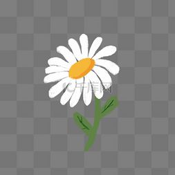 白色花朵图片大全