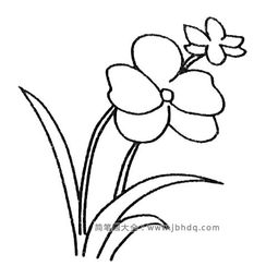 兰花图片大全大图简笔画图片