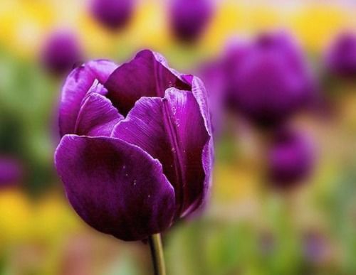 白色郁金香花语是什么意思