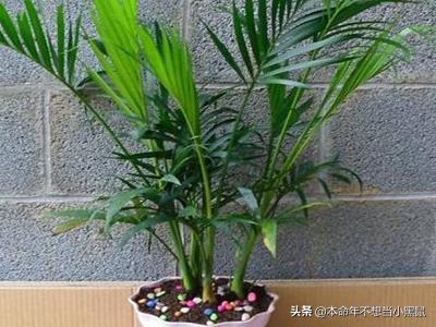 竹柏的养殖方法和注意事项