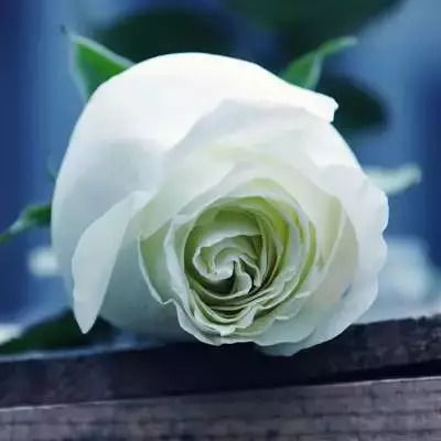 99朵玫瑰花的花语是什么意思