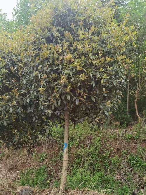 桂花树多少钱一棵