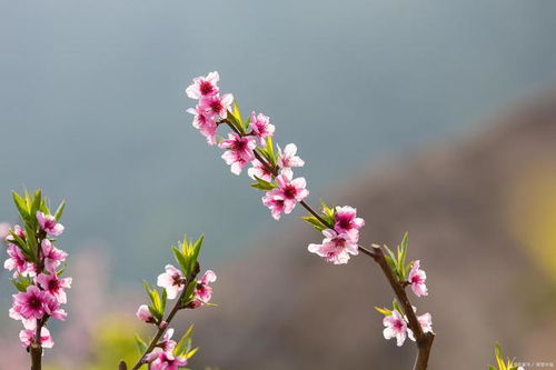 春天什么花开