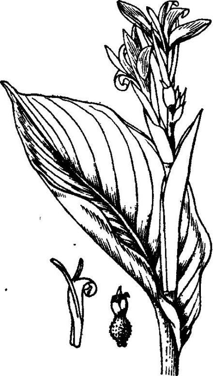 美人蕉简笔画
