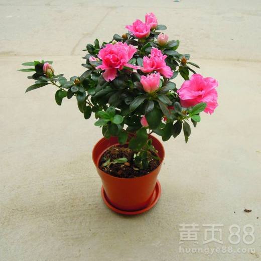成都鲜花
